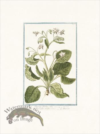 Bonelli 121 Borrache